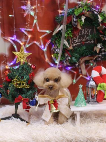 20231221こむぎちゃん